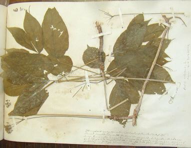 [Photo: specimen of aralia nudicaulis]