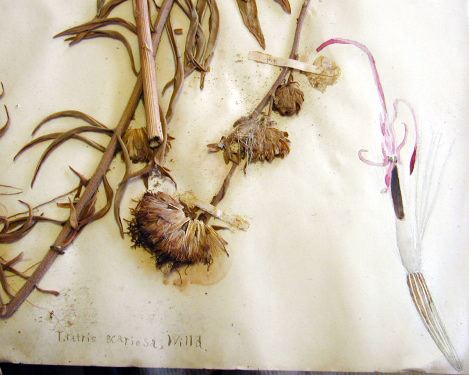 [Photo: specimen of liatris scariosa]