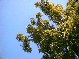 [Photo: Camphor tree, 2003.2.28]