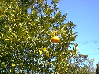 [Photo: Orange tree, 2003.2.28]