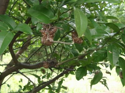 [Photo: Cicada moults on Ando Citrus tree]