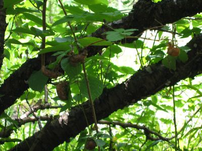 [Photo: Cicada moults on Miwa Zakura tree]