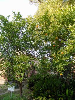 [Photo: Niwa zakura & Ando Orange trees No 2]