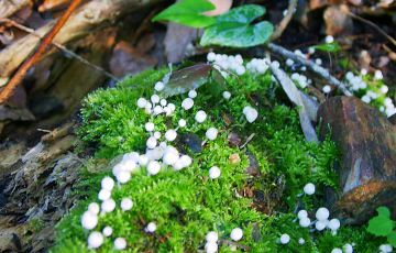[Photo: white mushroom, Tomisato: 2003. 7.26]