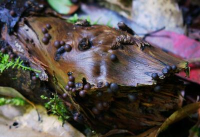[Photo: Lycogala slime mold, Tomisato: 2003. 7.26]