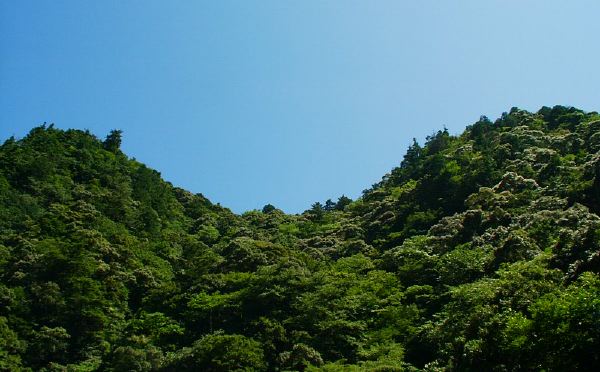 [Photo: sappy green woods, Yasukawa: 2003. 7.26]