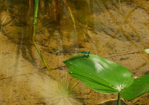 [Photo: a slender dragonfly, Nukumi, Koza: 2003. 7.27]