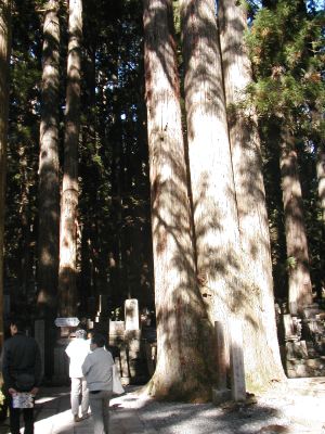 [Photo: Huge cedars in Koya]