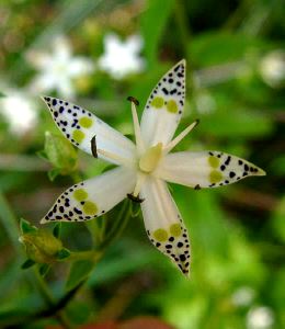 [Photo: Close-up of Swertia bimaculata]