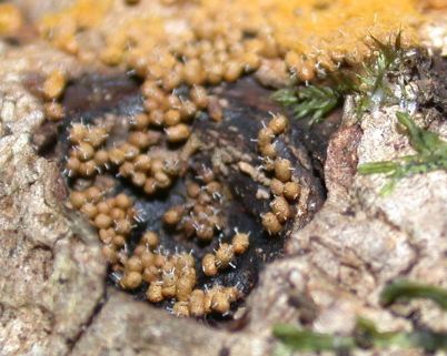[Photo: Close view of an imperfect fungus on a trichia sp.]