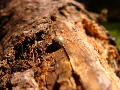 [Photo: Lycogala epidendrum]