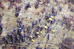 [Photo: Uncertain slime mold]