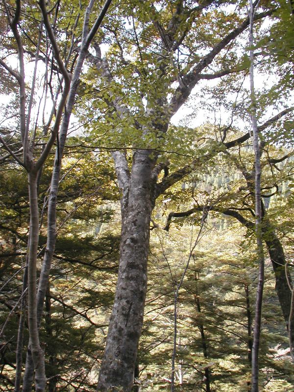 [Photo: A beech tree in Nishinoko]