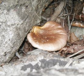 [Photo: Tsukiyotake mushroom 1]