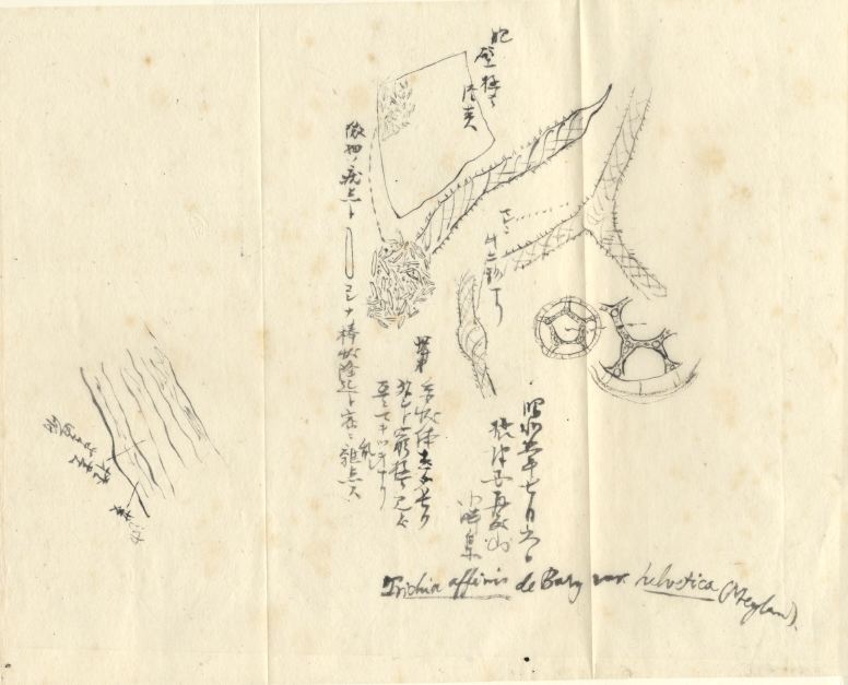 [Photo: Kumagusu's drawing of Trichia affinis]