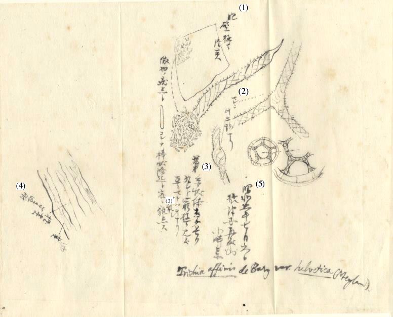 [Photo: Kumagusu's drawing of Trichia affinis, with descriptions numbered]