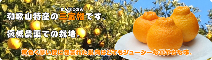 極低農薬の三宝柑。和歌山の特産品で黄色く厚い皮に包まれた果肉はとてもジューシーで爽やかな味です。
