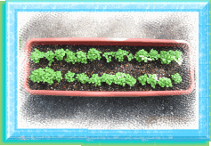 �n�[�u�̉肪�o�ė������̎ʐ^�ł��B(��N�x)